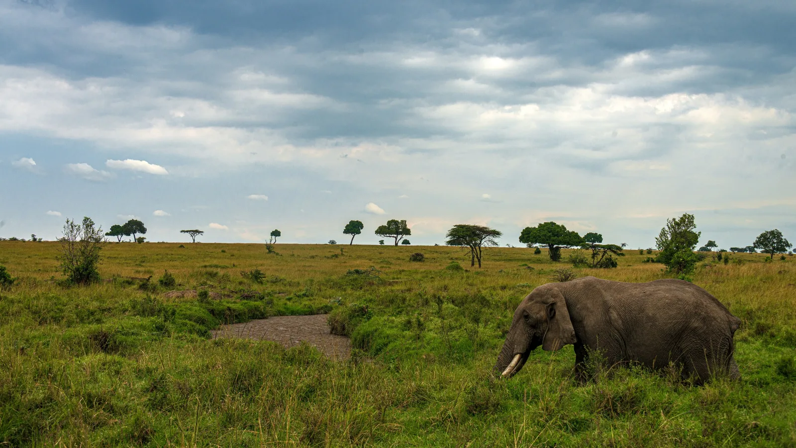 Travel view of Africa Safari